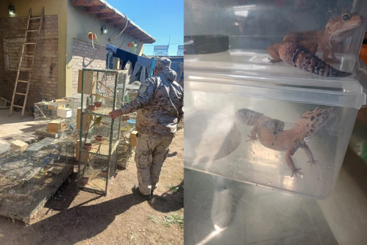 Allanamientos en 25 de Mayo y Caucete: secuestraron aves exóticas, drogas y un arma de fuego