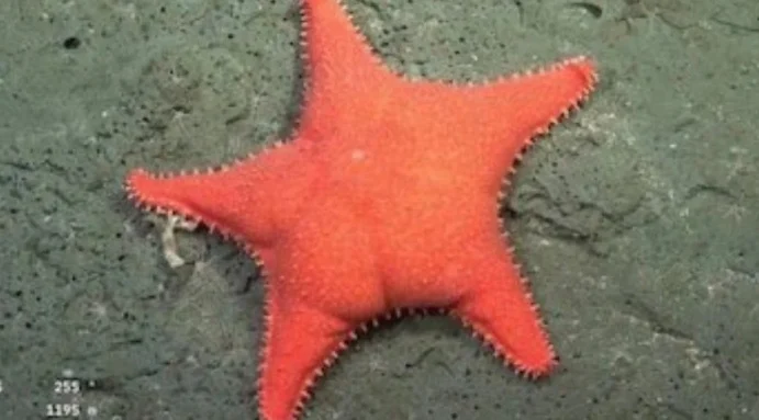 Sorpresa con la imagen que dejó la “Estrella Culona” del Conicet