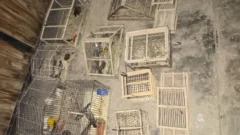 Fueron por un robo y hallaron 50 aves cautivas y un arma en Pocito