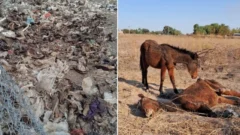 Macabro: encontraron alrededor de 40 animales muertos en Albardón