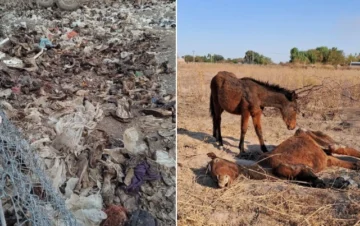 Macabro: encontraron alrededor de 40 animales muertos en Albardón