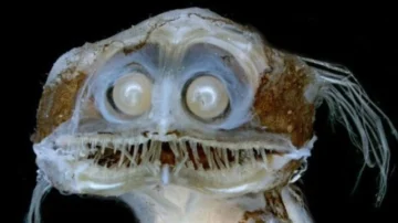 “Giganturidae” o “telescopio”: el fantástico pez que parece sacado de una película