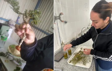 Estudiantes de Iglesia elaboraron aceite de jarilla con propiedades medicinales y cosméticos
