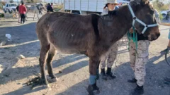 Operativo policial detectó maltrato animal y animales sueltos en rutas