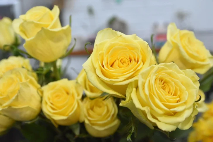Flores-Amarillas-6-728x486