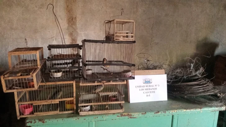Allanamientos en San Martín: un detenido y secuestro de alambre y aves autóctonas