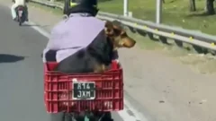 El perrito sanjuanino que viaja en moto y causa furor en redes: “Vamos Boby”