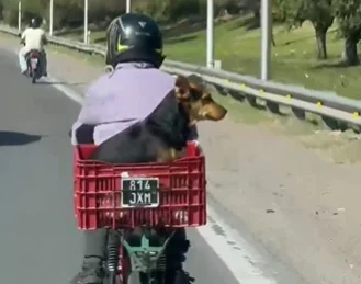 El perrito sanjuanino que viaja en moto y causa furor en redes: “Vamos Boby”