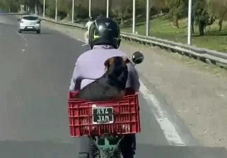 Perro-en-moto