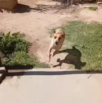 Adoptaron a otro de los perros rescatados de la casa de “El Cafetero” en Pocito