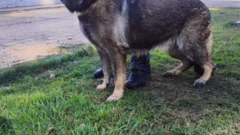 En San Juan, un policía veterinario le salvó la vida a su compañera canina