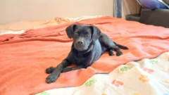 Tina, la perrita que venció enfermedades graves y ya busca un hogar
