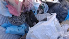 En Albardón, encontraron 10 cachorros en la basura: 6 fallecieron