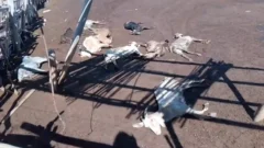 Dolor en 25 de Mayo: un puestero perdió sus cabras por el temporal
