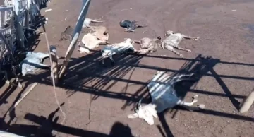 Dolor en 25 de Mayo: un puestero perdió sus cabras por el temporal