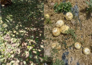 Por gestiones de San Juan, Nación declaró la emergencia agropecuaria