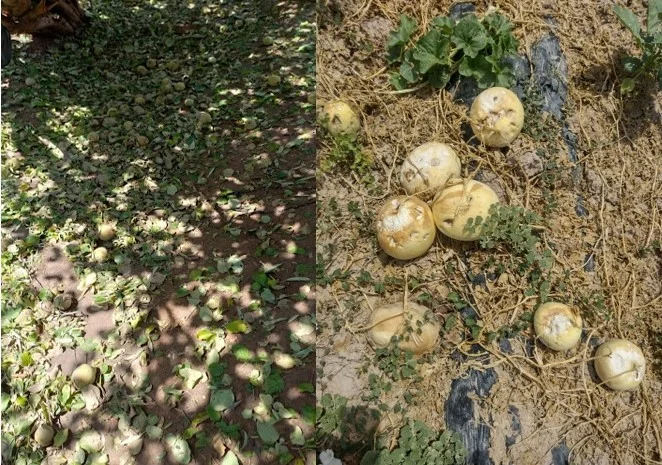 Por gestiones de San Juan, Nación declaró la emergencia agropecuaria