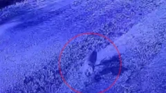 Alerta vecinal por un puma suelto: fue captado por cámaras