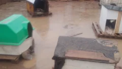 La Casita de Tronquito, inundada: las urgencias del refugio de animales de San Juan