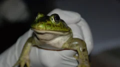 La historia del criadero de ranas que se instaló en San Juan para gastronomía de alto nivel