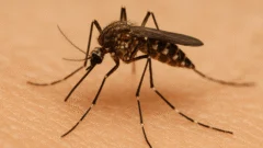 Dengue: confirmaron el primer caso autóctono en el país y refuerzan la prevención