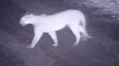 Revuelo en Rivadavia por la presencia de un puma