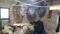 Desbaratan una red de faena clandestina: incautaron 3 toneladas de carne