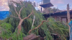 Cayó un árbol de gran porte sobre una vivienda en Santa Lucía