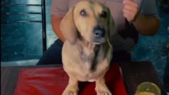 Un sanjuanino impulsa el Día del Perro Salchicha en San Juan con fines solidarios