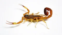 Escorpiones: una especie peligrosa y venenosa está en San Juan y pidieron tomar recaudos