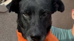 La lucha de Ozzy: pasó una semana herido en un canal y hoy tiene una familia