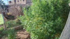 Fueron por una denuncia y hallaron 17 plantas de cannabis en Rawson