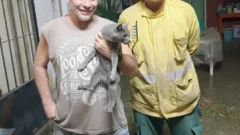 En Santa Lucía rescataron a una gata que estuvo 5 días en un árbol