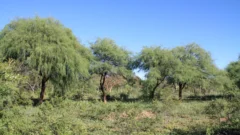 San Juan y sus bosques nativos: el “tesoro oculto” de 1,4 millones de hectáreas