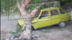 Cayó un árbol de gran porte sobre un auto