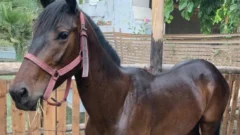 Desesperado pedido en San Juan: un refugio se quedó sin alimento para caballos rescatados