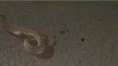 Video: Una víbora fue vista en plena calle en San Martín