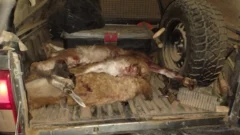Cayeron tres cazadores furtivos en Ullum: llevaban guanacos faenados y un arma
