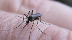 Aumentaron los casos de Chikungunya: cuál es la situación de San Juan