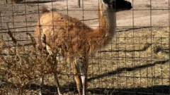 Impactante operativo: secuestraron armas, cannabis y hasta un guanaco