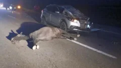 Violento choque en Ruta 40: una camioneta impactó contra un equino