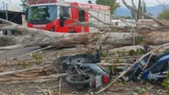 Un motociclista murió aplastado por un árbol tras el fuerte viento