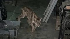Murió el puma rescatado en el Instituto Geofísico y los científicos advierten por el impacto humano en la fauna de San Juan